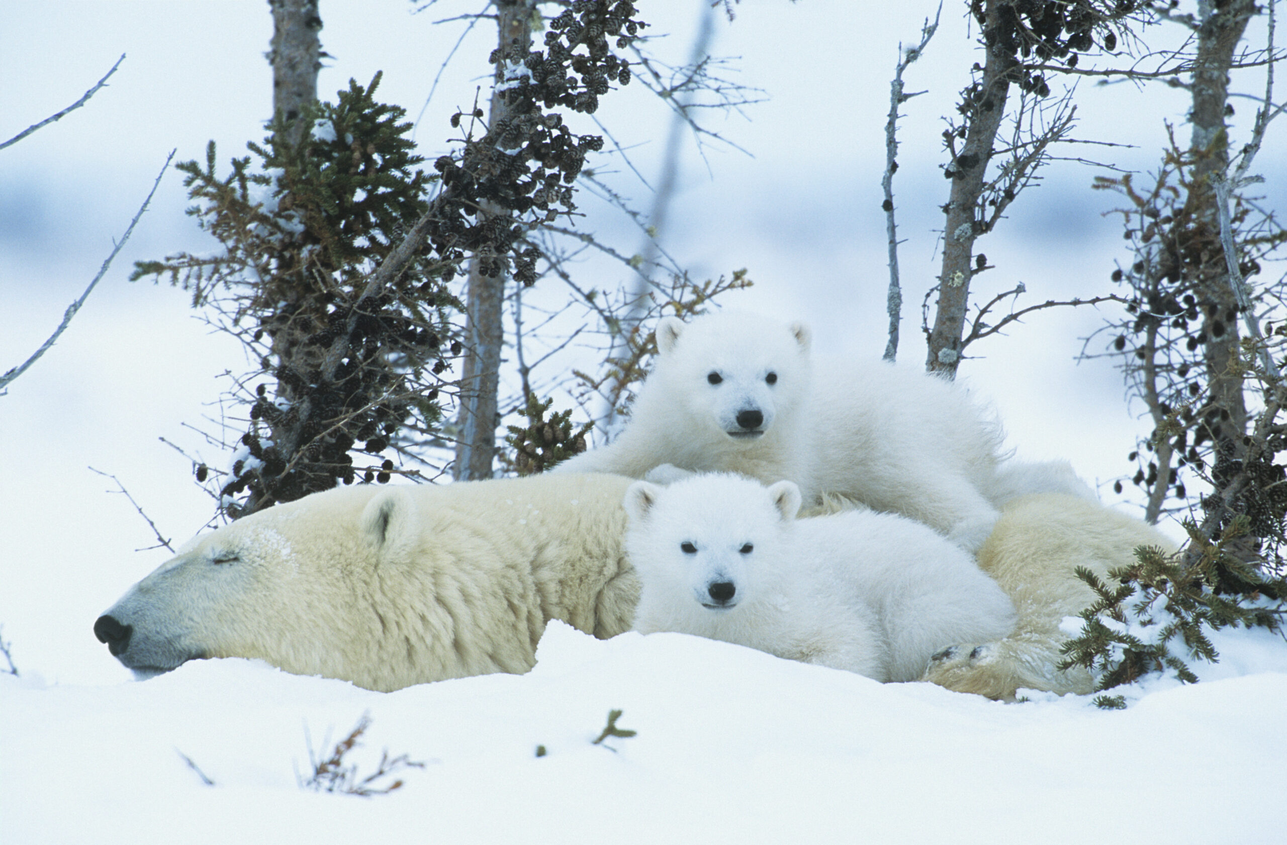 Polar bears like in Toronto zoo