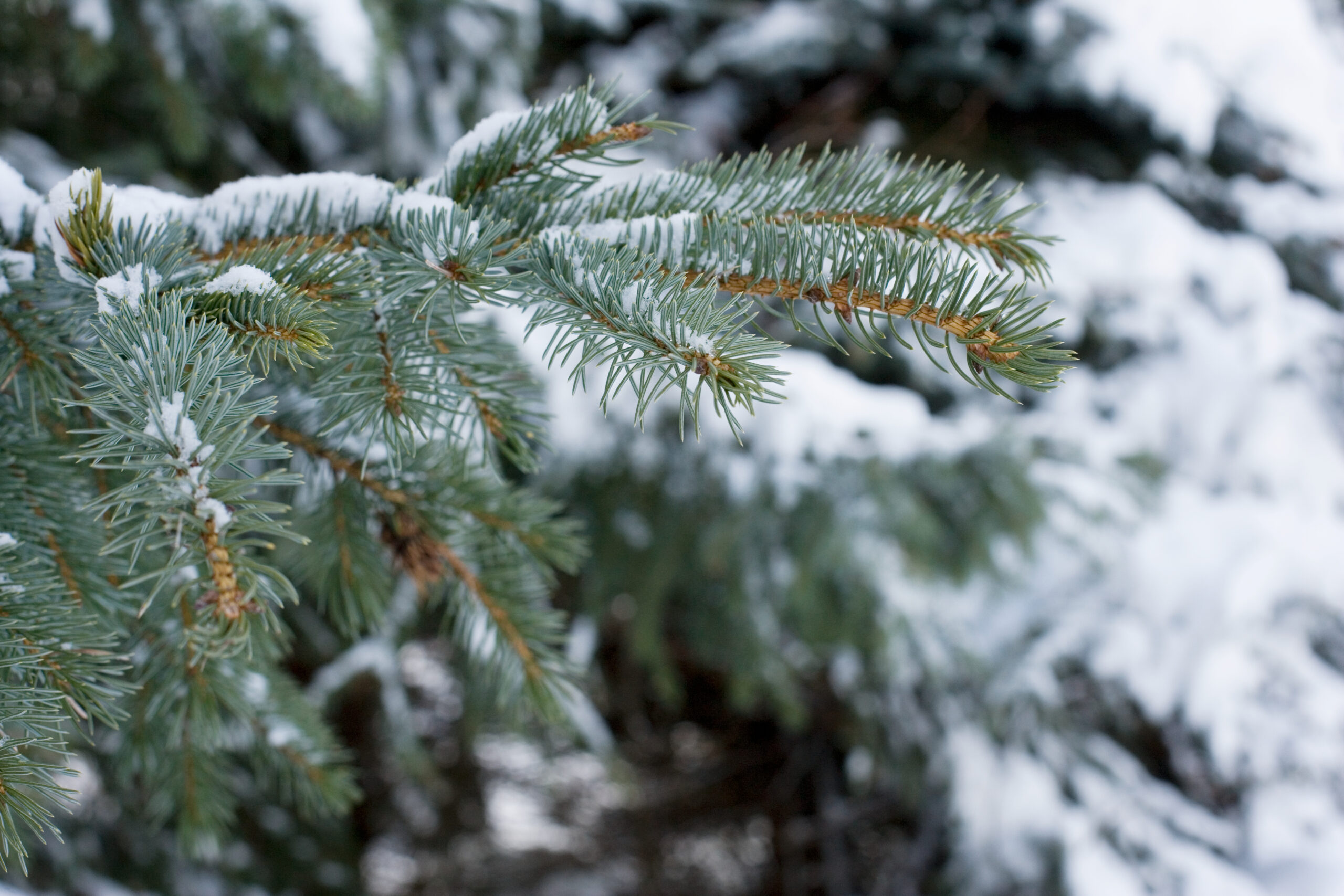 Fir tree branch