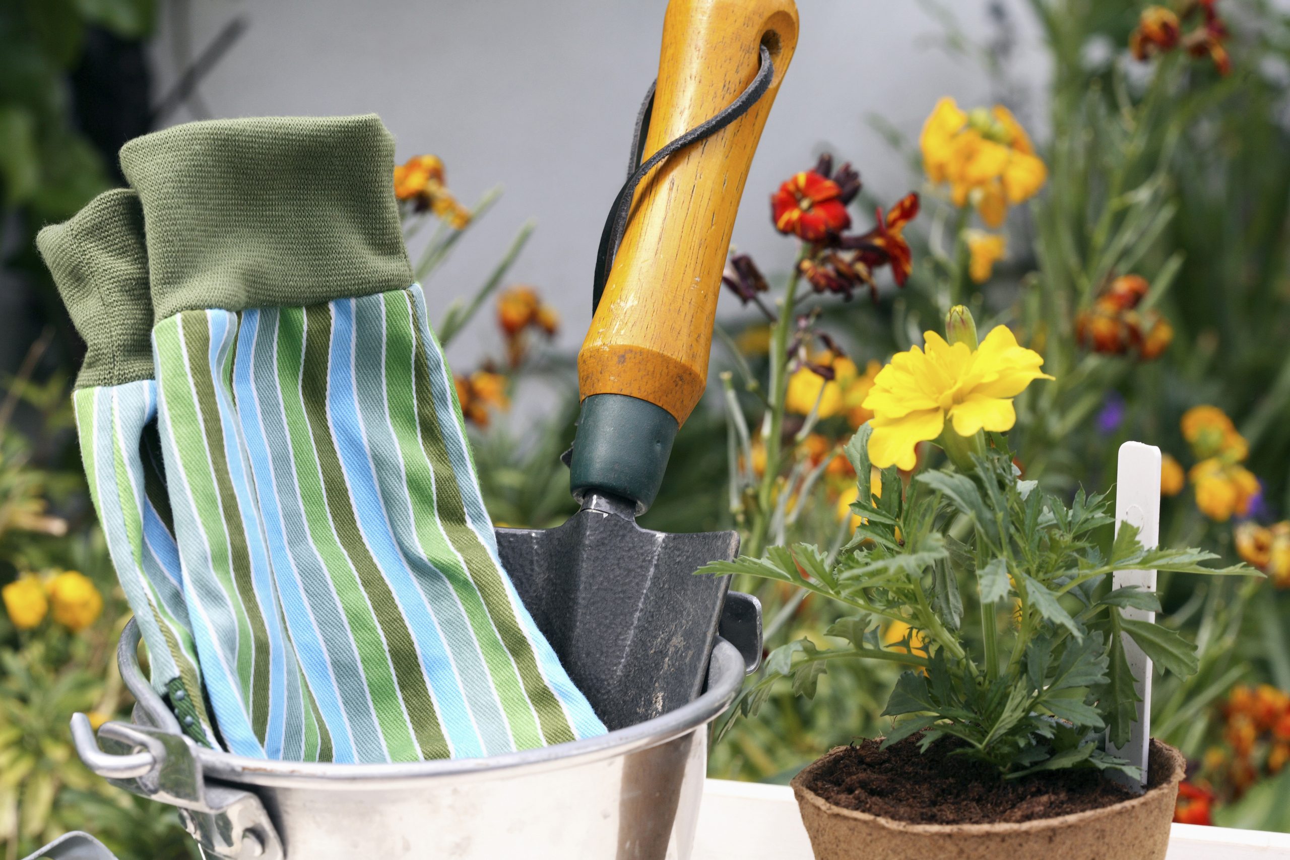 Bucket with gardening gloves and trowel with plants behind