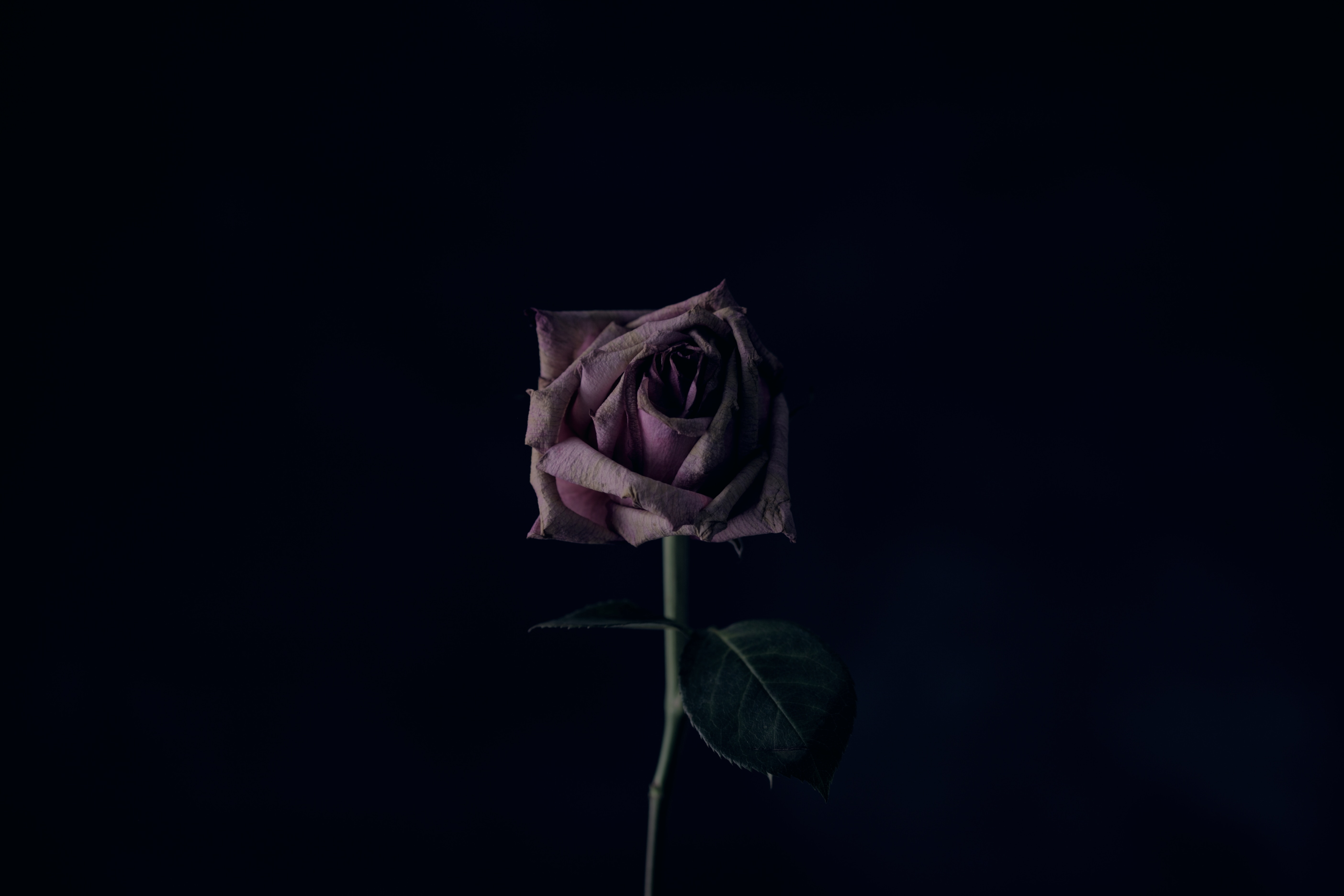 Blush pink rose in a black background