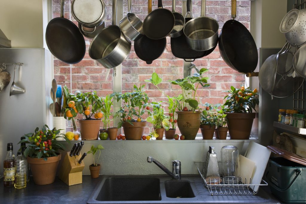 Pots with fruit and veg growing on a kitchen windowsil. Budget and Cheap Home Decor Ideas