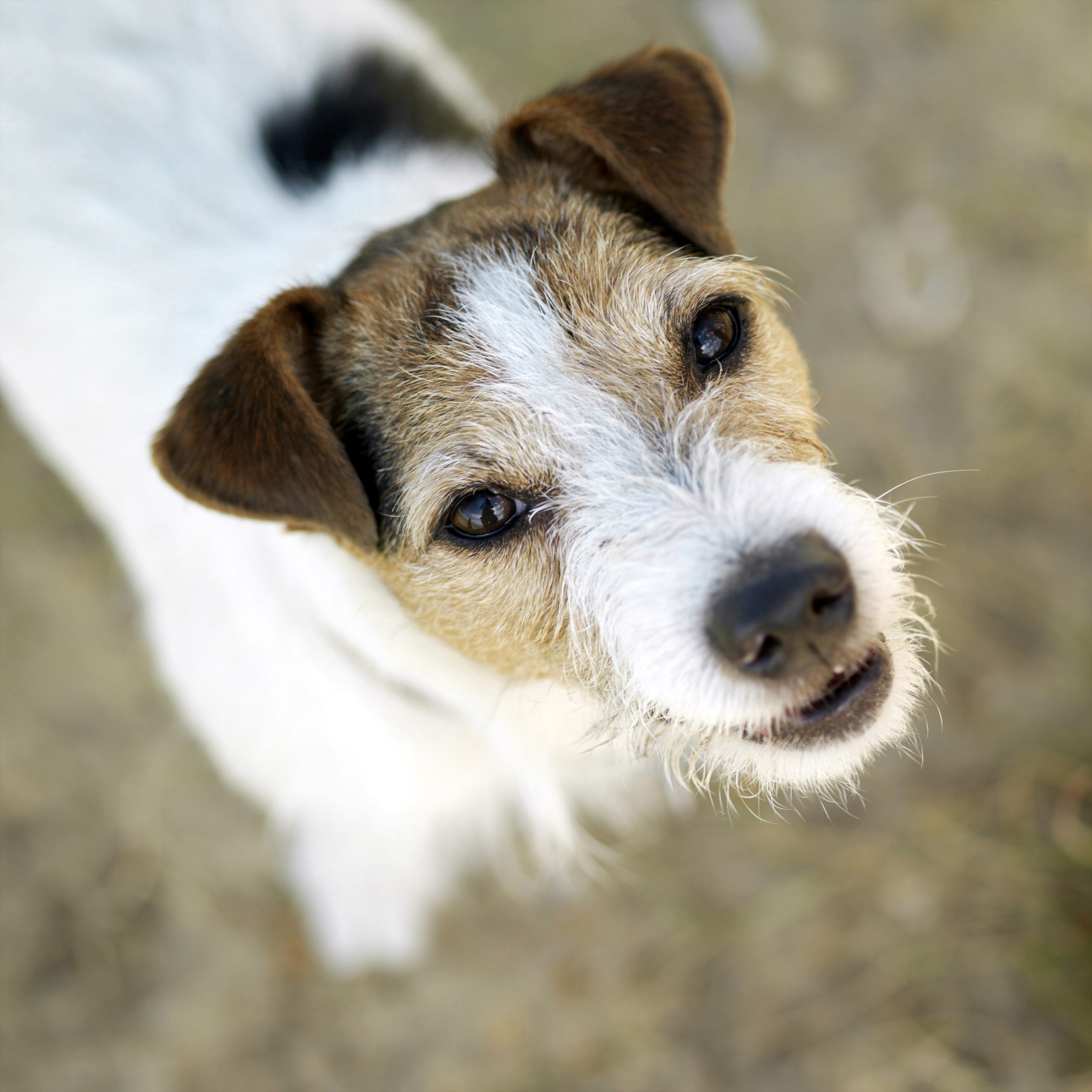 Brown and white dog up close