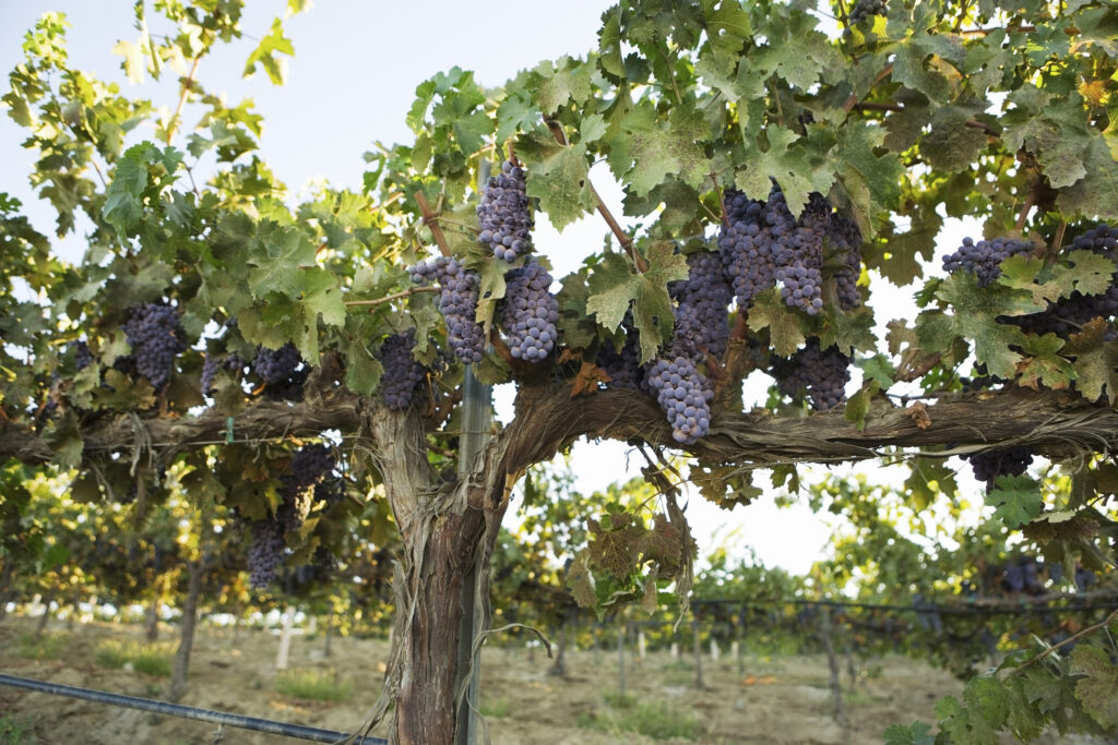 Grapevines with Bunches of Grapes