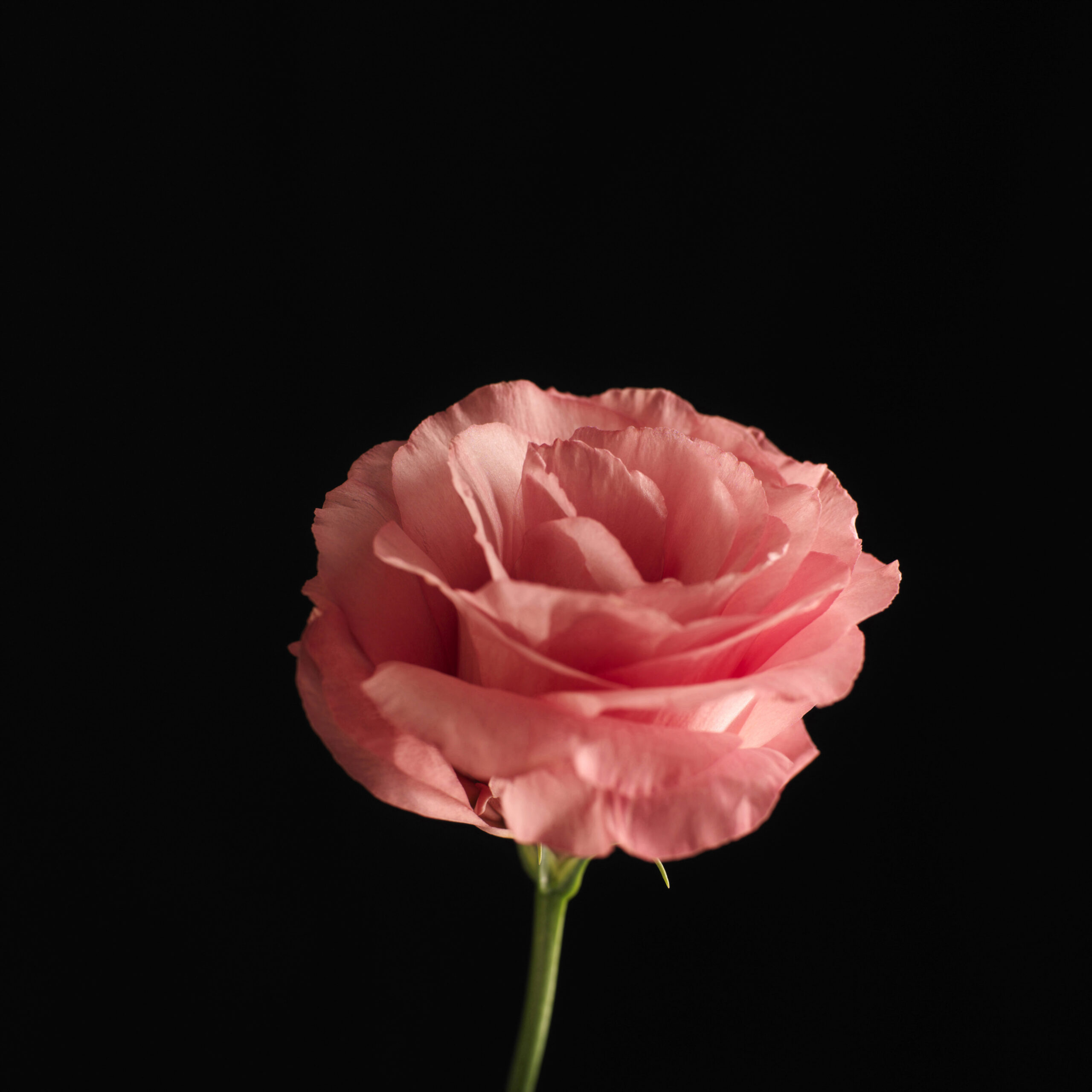 Pink rose on a black background as this is a post on reasons to buy sex dolls online