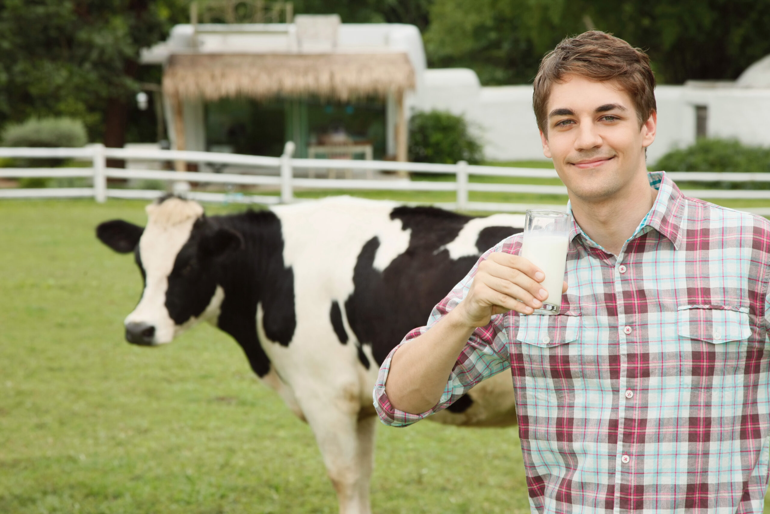 Organic farming with a cow and a man drinking a glass of milk