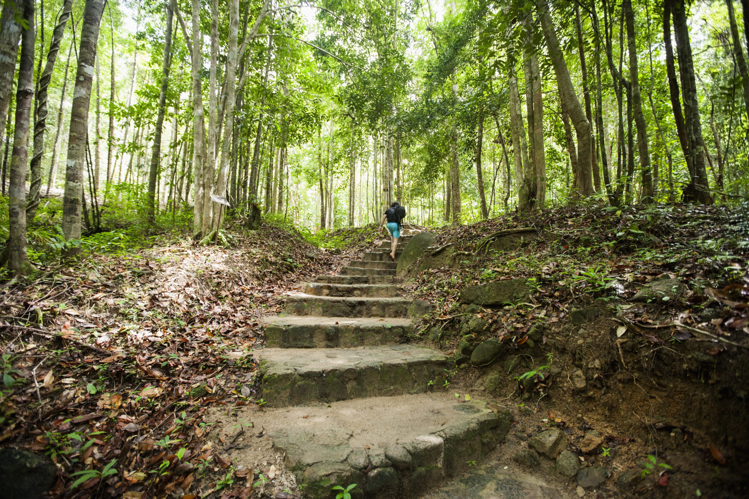Rear view of young male hiking in forest; Koh Pha Ngan; Thailand 3 Ways To Look After Your Health During The Pandemic