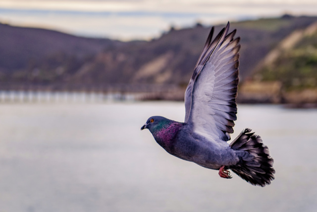 How to Keep Pigeons off From a Roof?