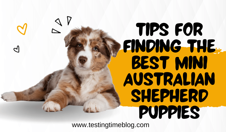 Tips for Finding the Best Mini Australian Shepherd Puppies